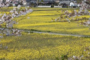 黄金色の菜の花畑を桜の枝も交えて写した写真