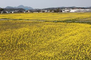 どこまでも続く黄金色の菜の花畑を写した写真