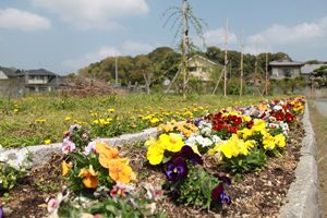 石で区切られた花壇に咲く黄色、紫、赤、オレンジ、白のパンジーの花々の写真