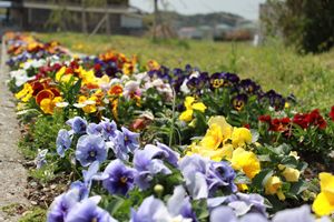 薄紫、黄色赤、オレンジの花々を花壇目線で写した写真