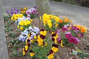 街路樹の下に植えられた黄色、薄紫、ピンク、オレンジの花々の写真