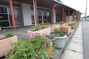 建物前に並べられた鉢植えやプランターのピンクやオレンジの小さな花々が咲いている写真