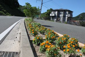 道路横の花壇のオレンジ色の花が咲いている写真