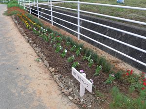 道路の横に植えられた開花前の花々の写真