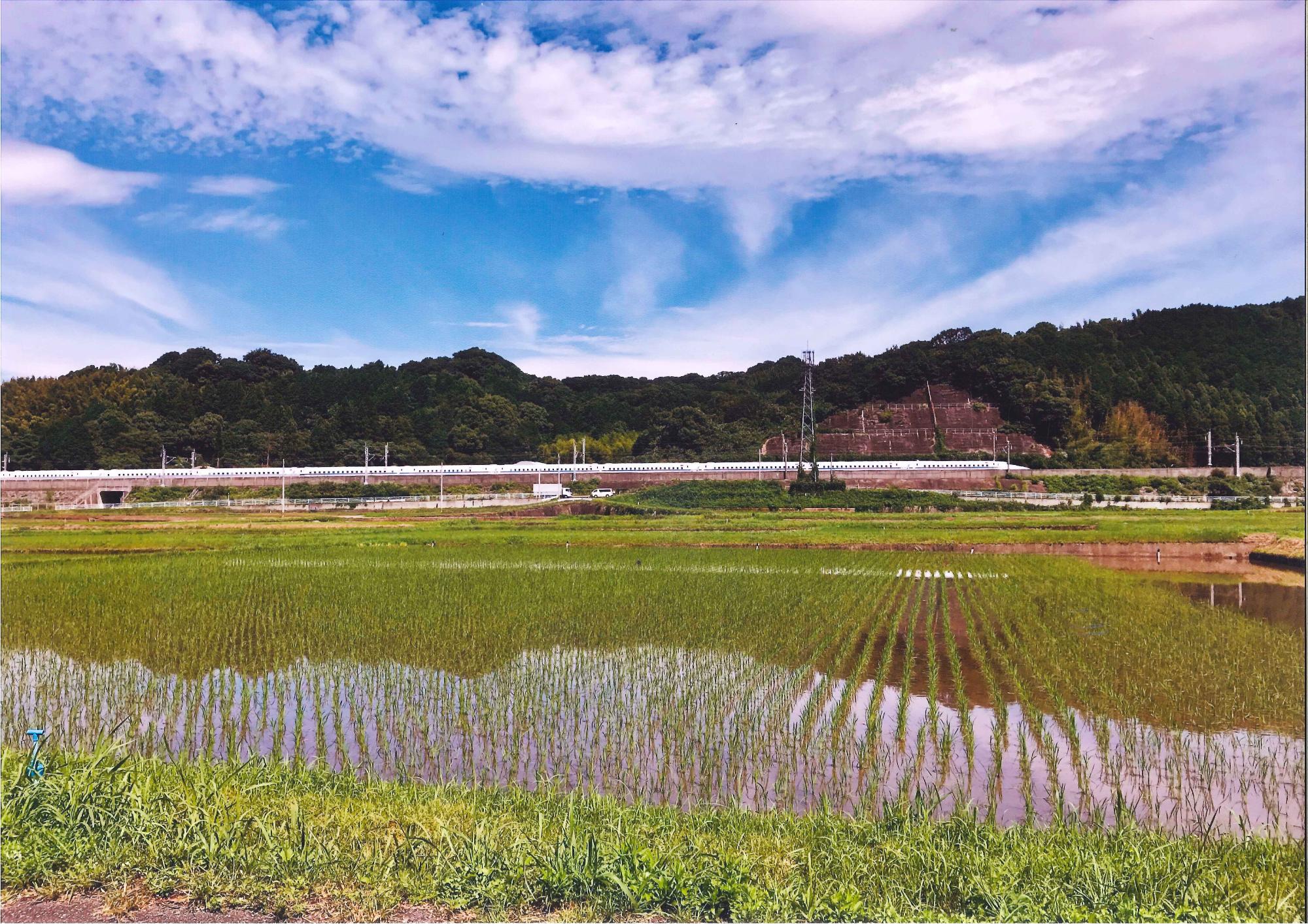 青空には薄っすらと雲が広がり、田んぼには緑の稲が植えられている風景の写真