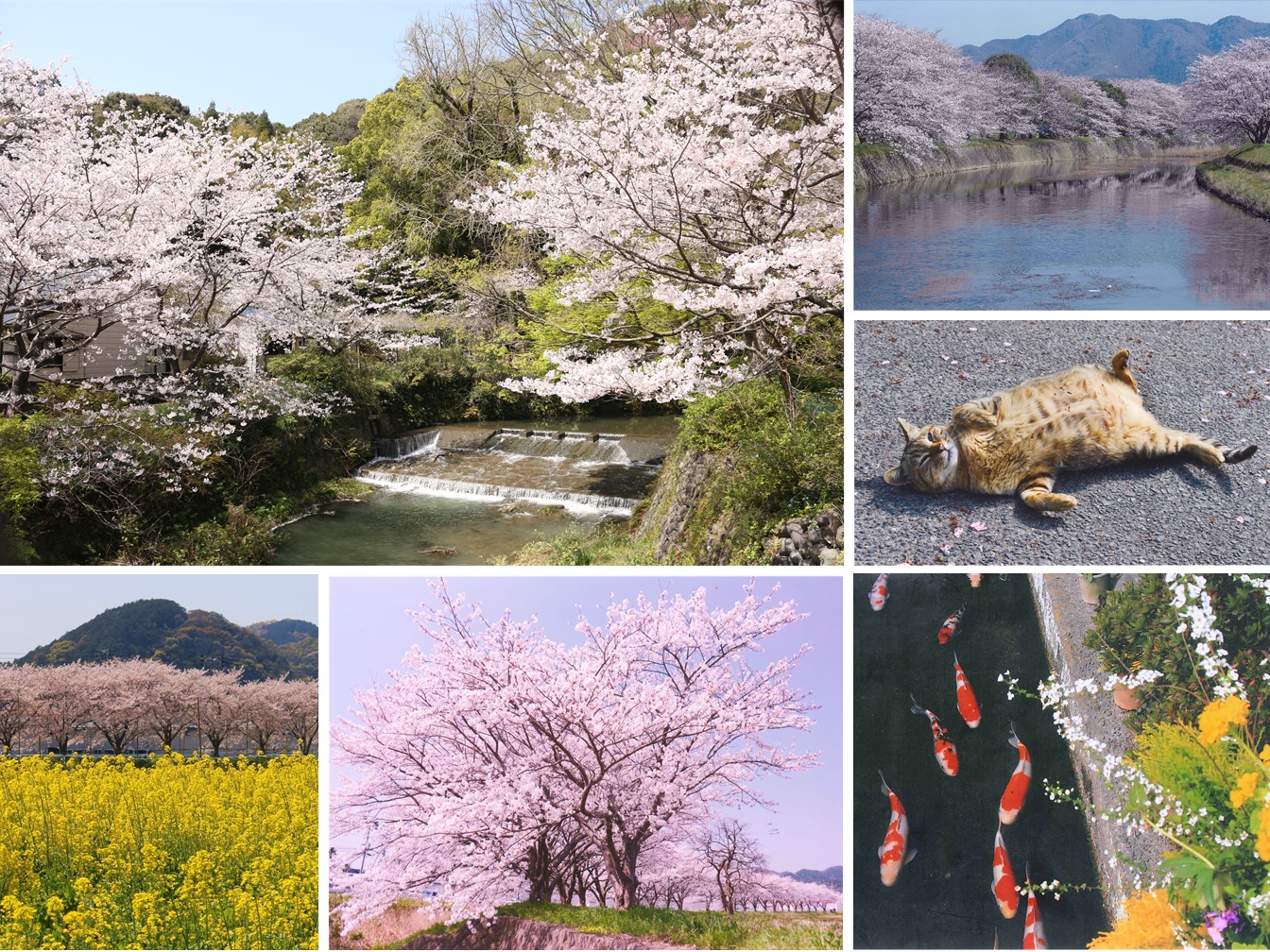 左上：川の両脇に咲く桜の写真、左の左下：手前から菜の花、桜並木、山々の風景の写真、左の右下：満開の桜の木を写した写真、右上：大きな川の両脇に桜並木が並びその様子が水面に写っている写真、右中：猫がおなかを上にしてくつろいでいる写真、右下：鯉が泳いでいる所を花の上から写した写真