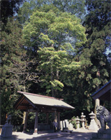 狛犬や石燈籠の奥に大きな欅の木が立っている写真