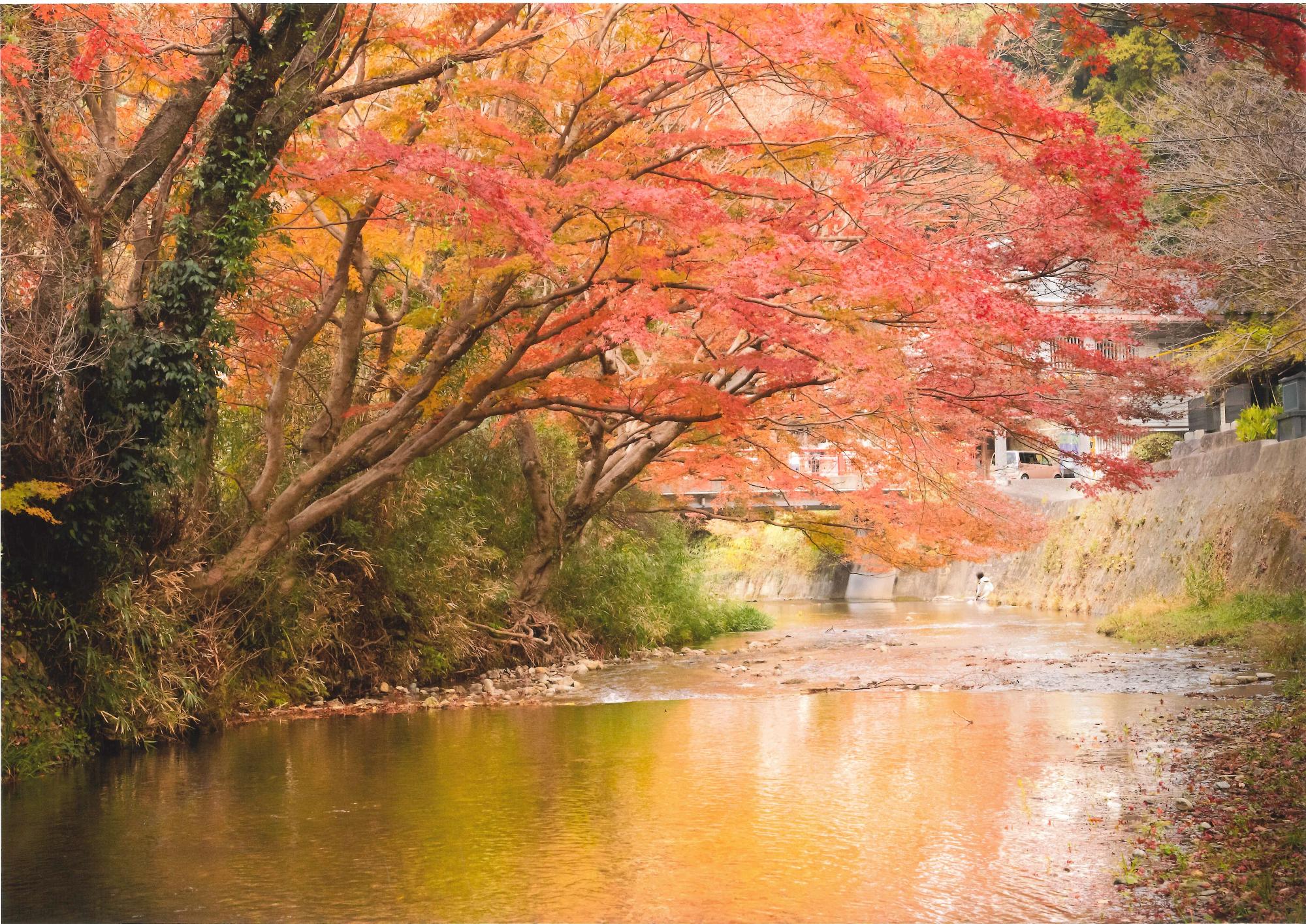 穏やかに流れる川の左横に木々が赤く紅葉している写真