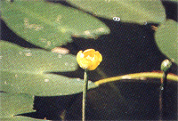 小さく黄色い花を咲かせているオグラコウホネ・ヒメコウホネの写真