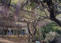 藤棚から紫色の花を垂らして咲いている大藤の写真