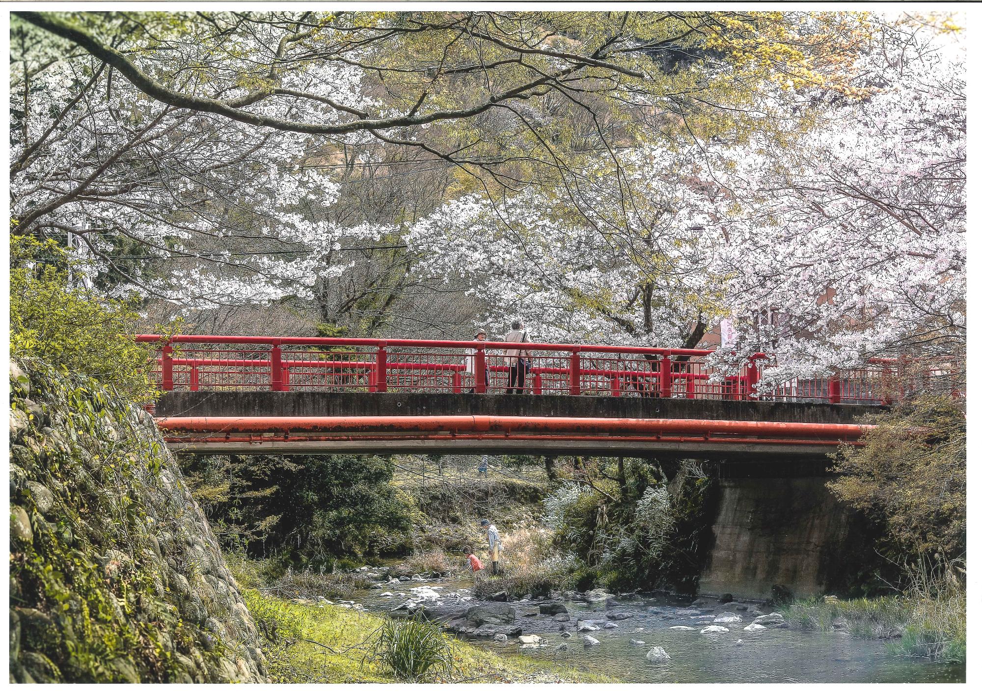 赤い欄干の橋が架かった川のそばに満開の桜が咲いている写真