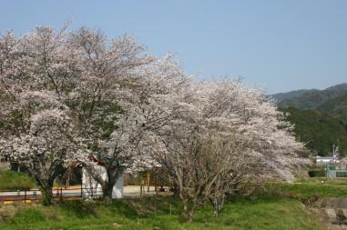 青空の下、川のそばの堤防に満開の桜の花が咲いている写真